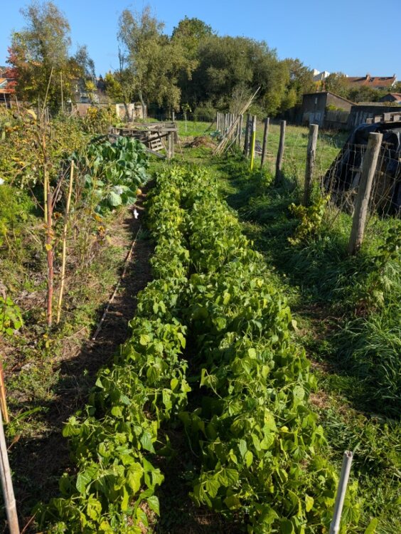 Planches de haricots verts en plein été