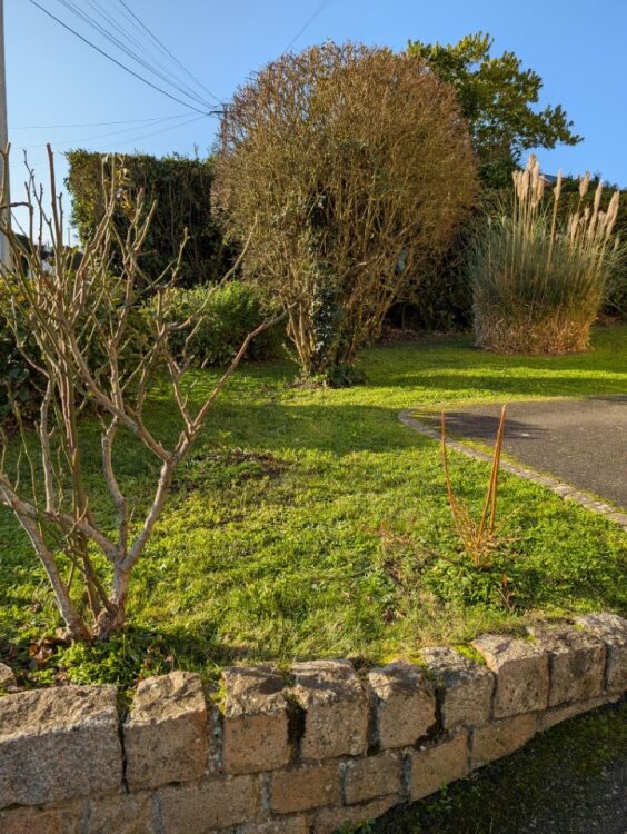 Massif paysager et graminées