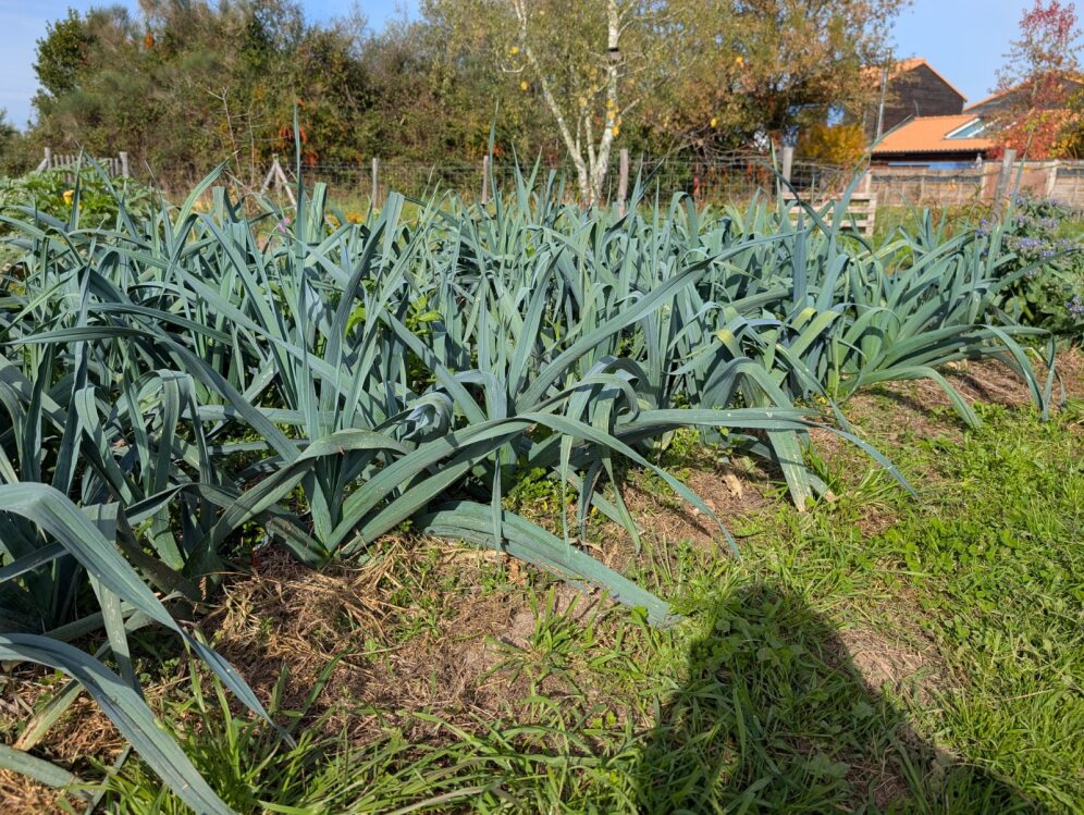 Planche de poireaux dans un potager nourricier