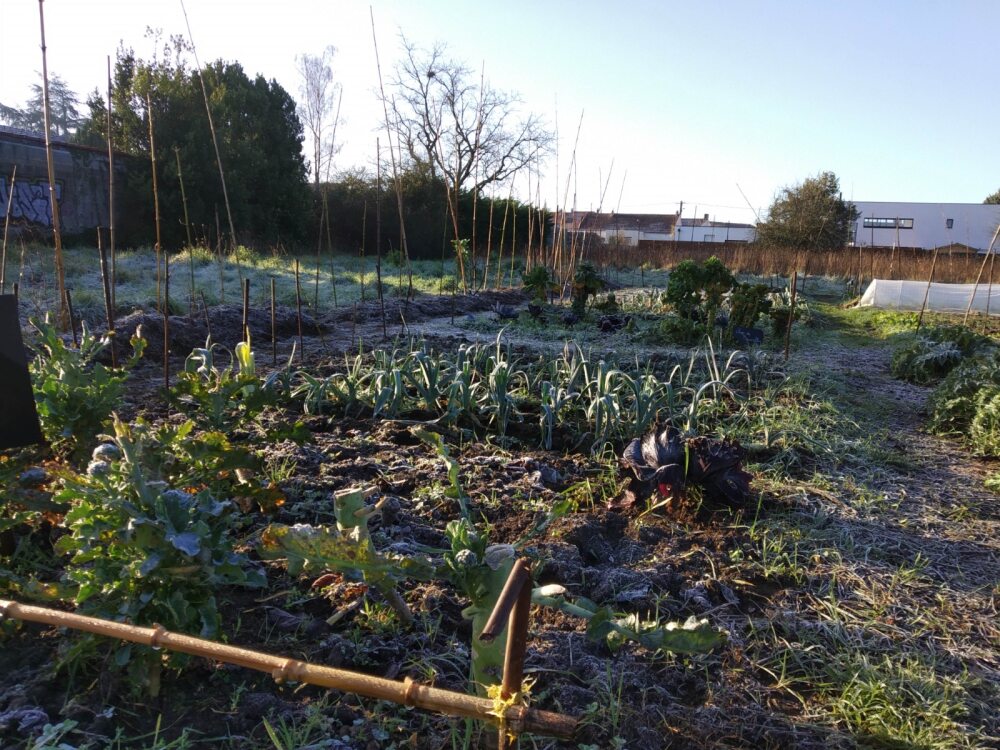 Parcelle maraîchère, matin d'hiver givré