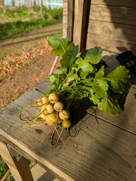 Création et gestion de potagers nourriciers